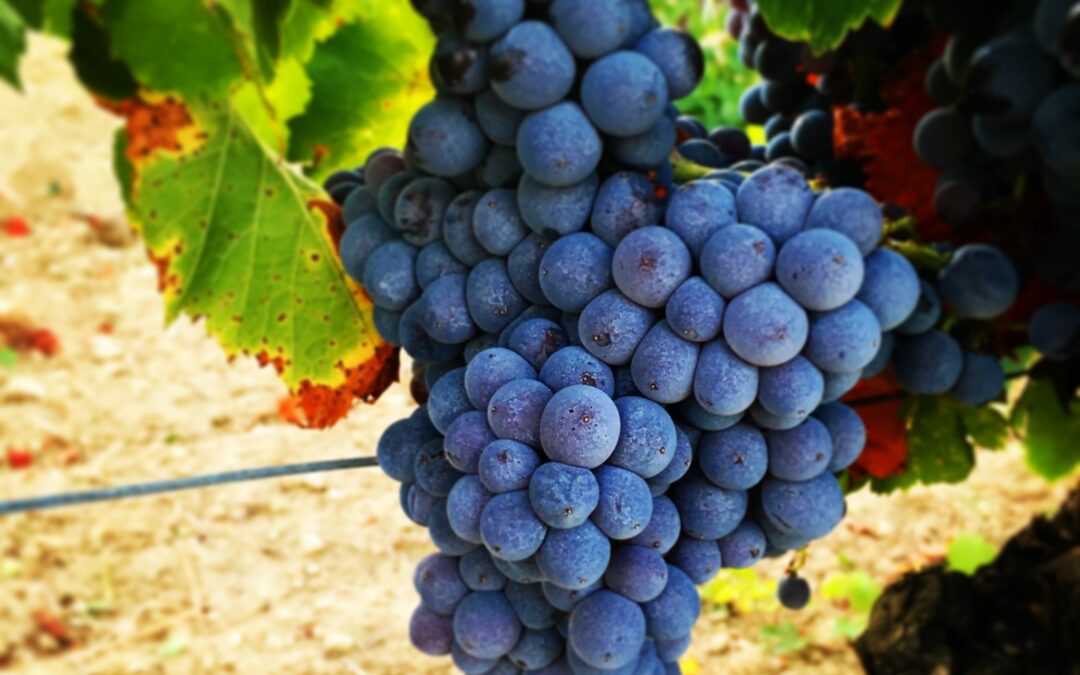 Les vendanges au Château de Sériège