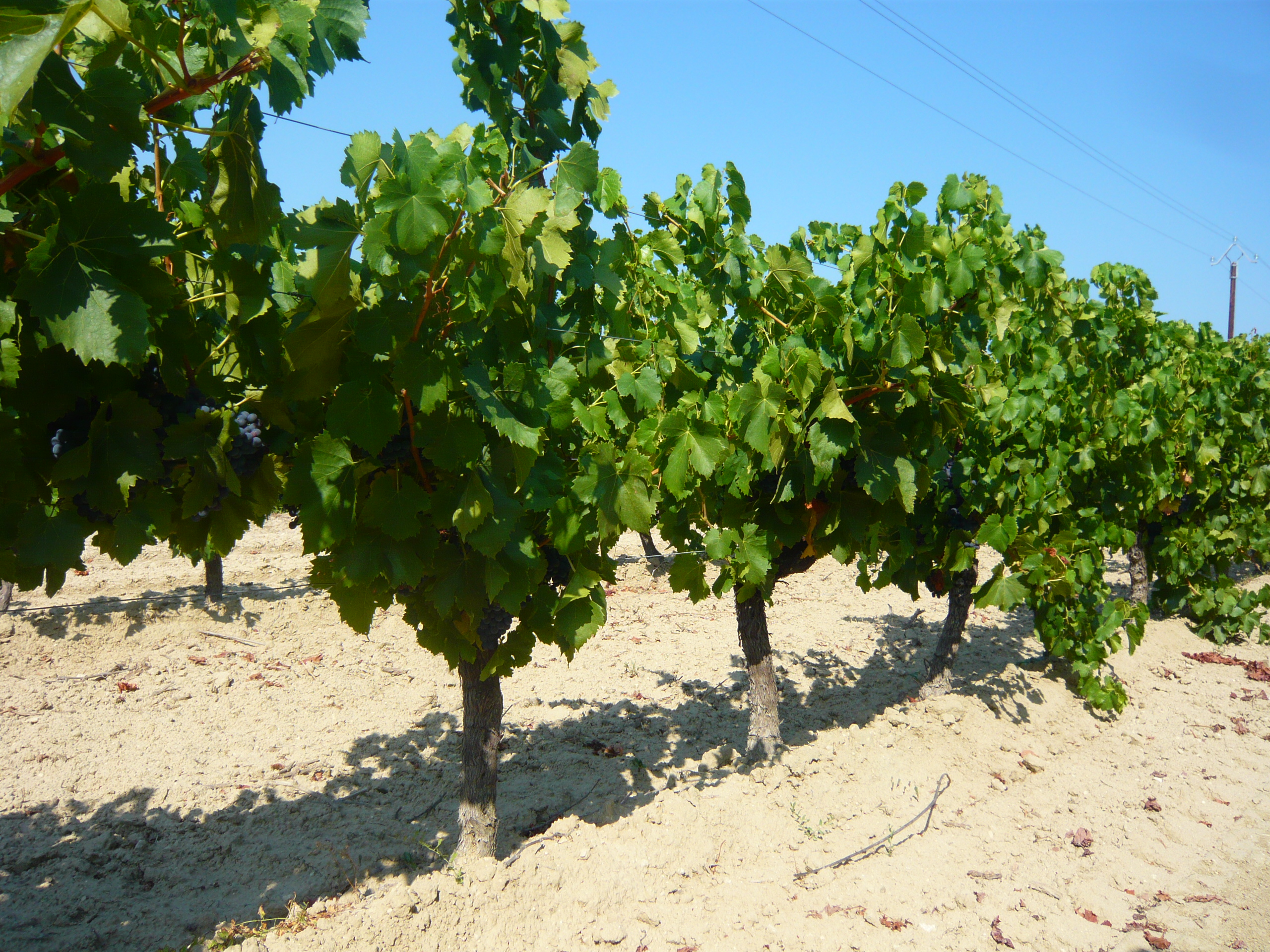 Chateau de Sériège - Un terroir unique
