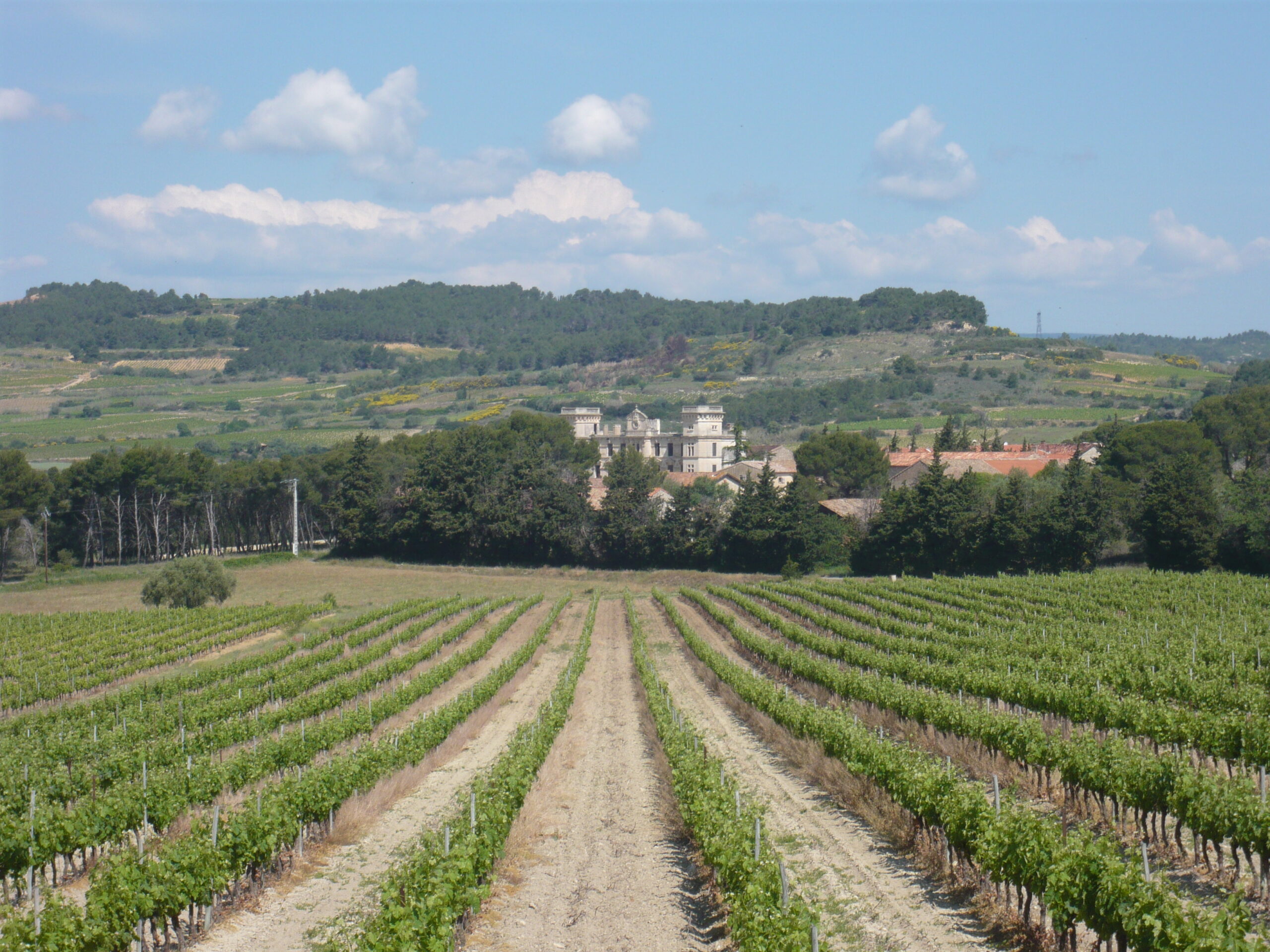 Chateau de Sériège - Vignes vue sur le chateau