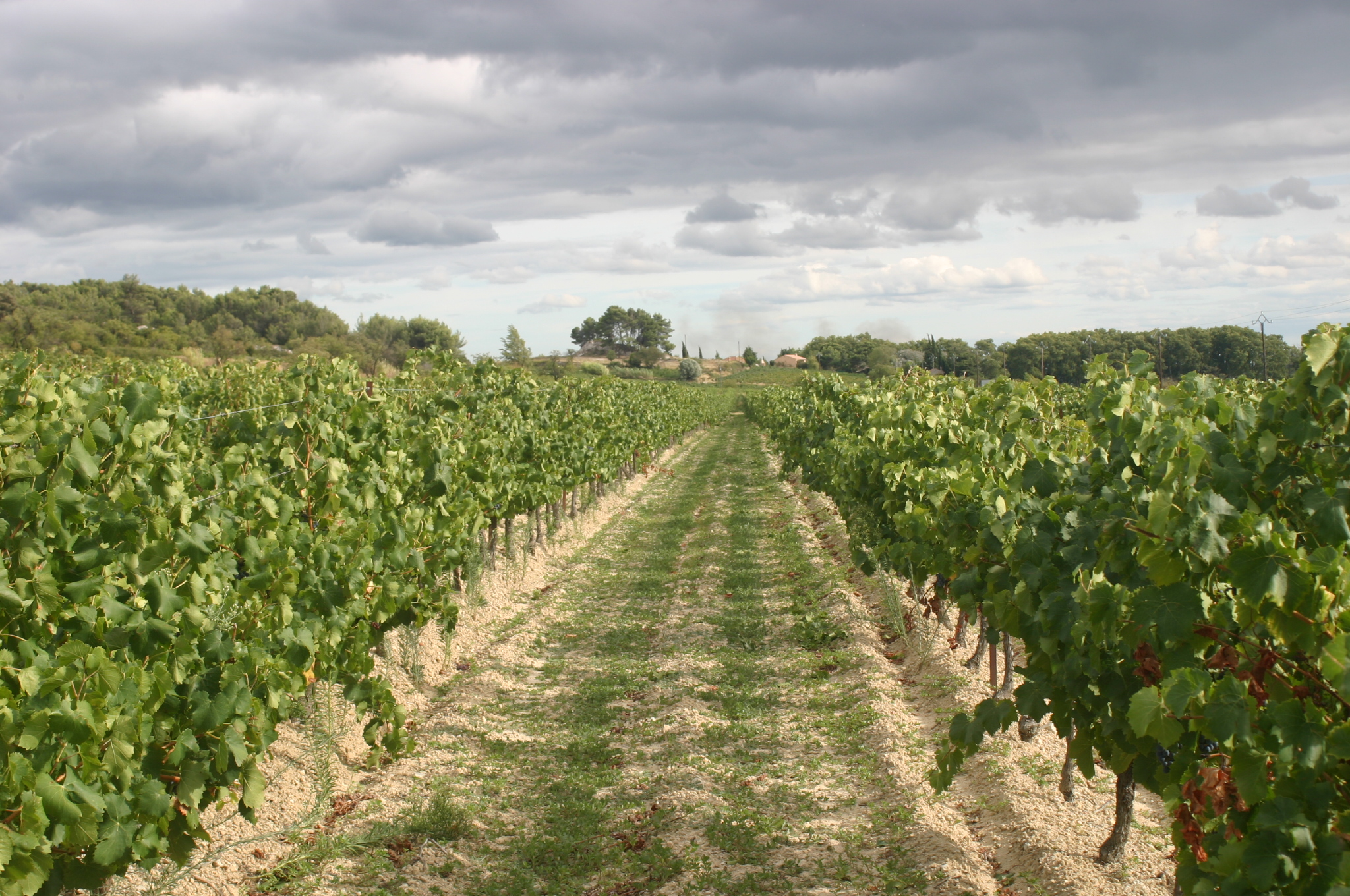 Chateau de Sériège - Vue des vignes & champs